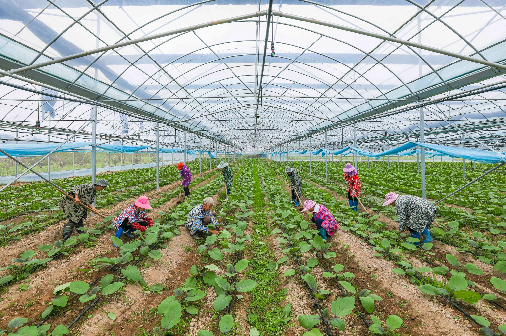67南丰:大力发展大棚蔬菜种植产业