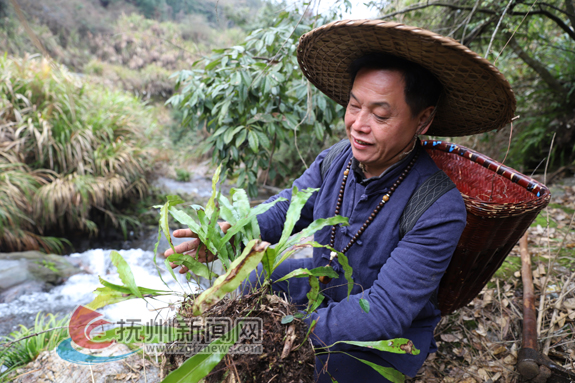 抚州民间非遗草药图片